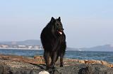 GROENENDAEL 571